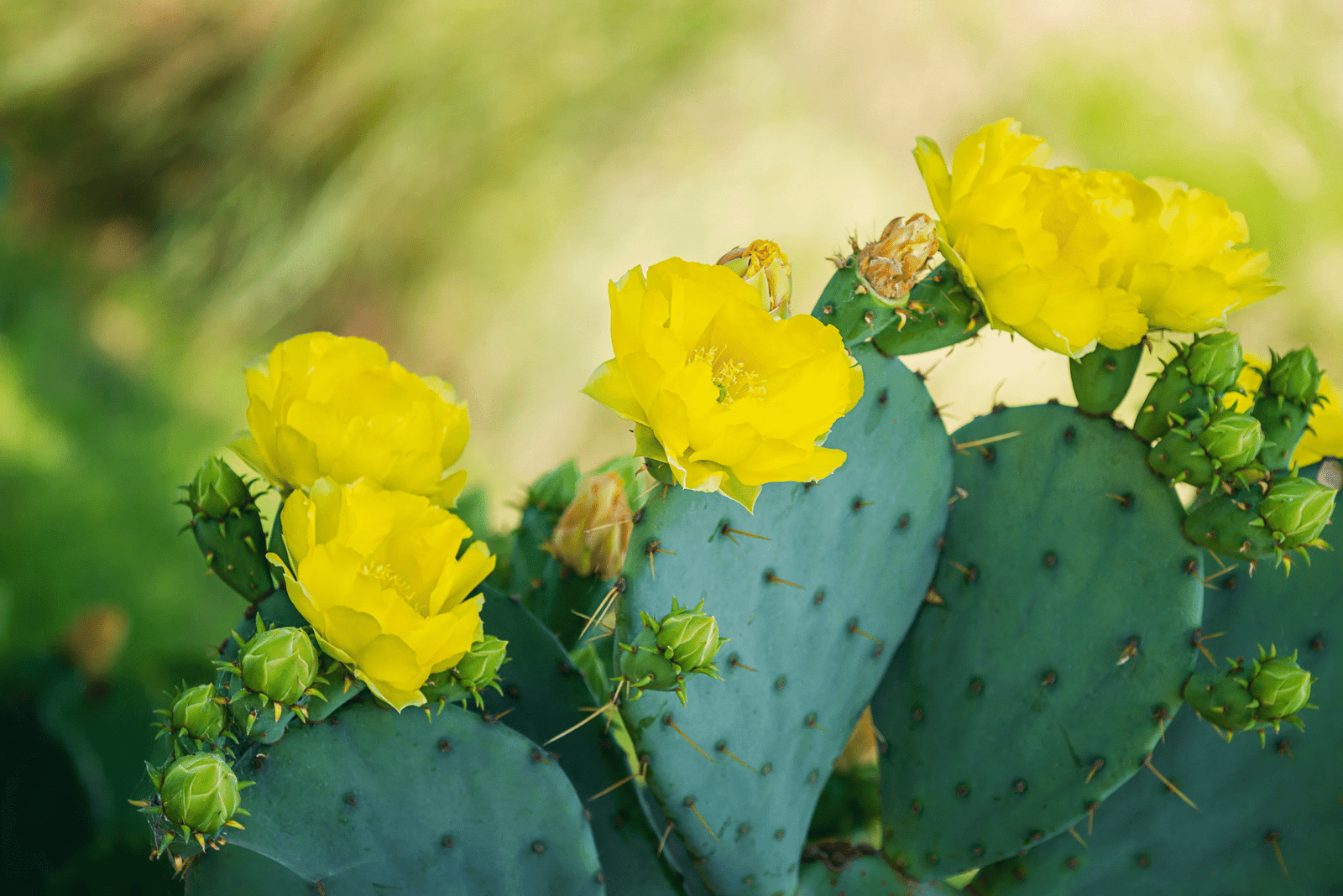 Desert Flowers That Survive Extreme Heat: Nature’s Most Resilient Blooms