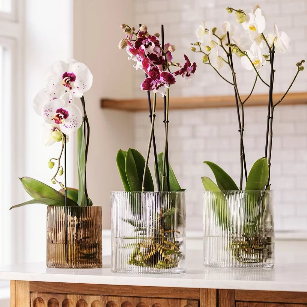 Orchids for Beginners: Types, Growing Conditions & Maintenance