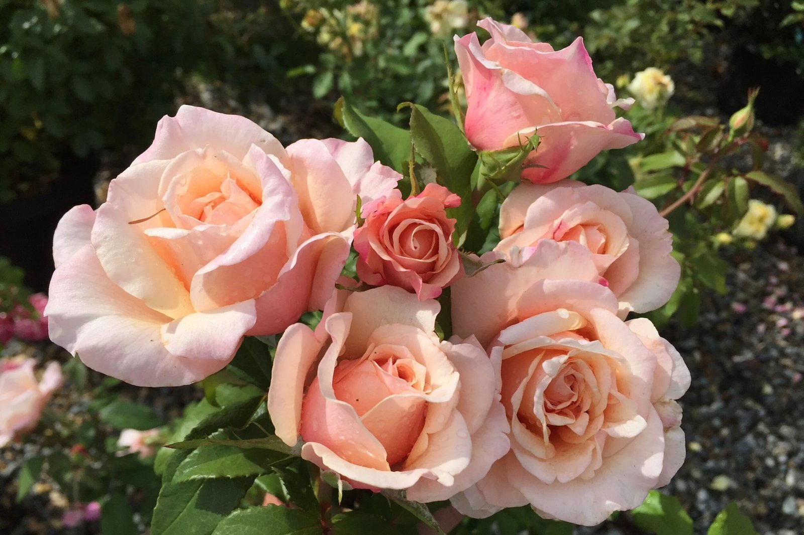 The Most Popular Flowers in the World (and What Makes Them Special)